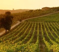 Explanation of Vineyard tour, Cheese factory, Pienza and Montalcino